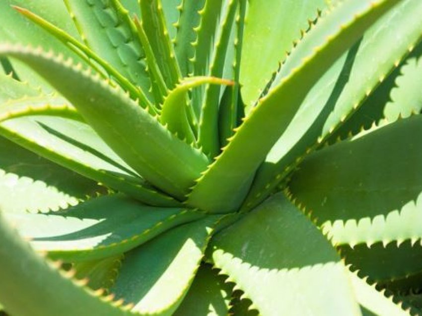 Zbuloni mënyrat si të përdorni lëngun e aloe verës kundër diabetit 