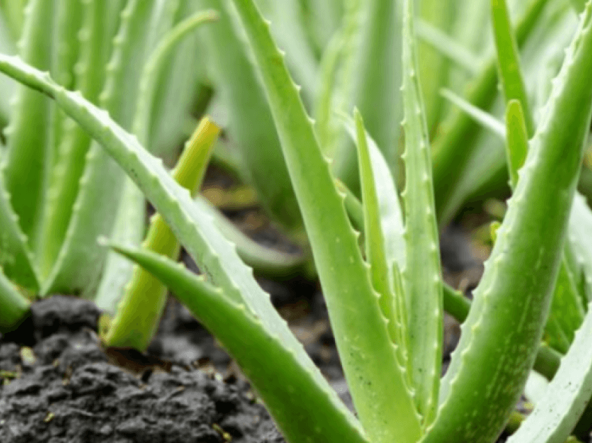 Aloe verën mund ta përdorni edhe për diabet