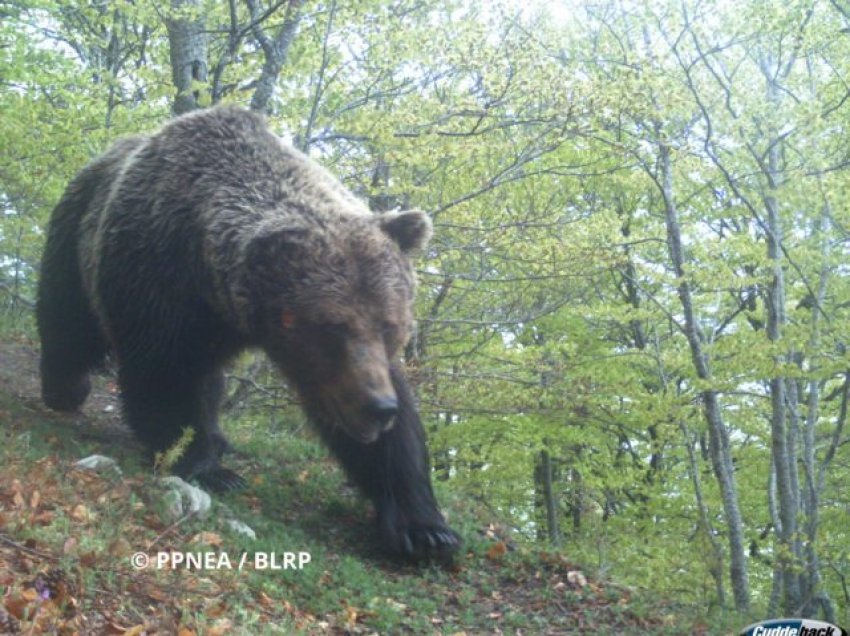 Nga Rrëqebulli në rrezik zhdukje tek macja e egër, çfarë zbuluan kamerat kurth në malin e Munellës