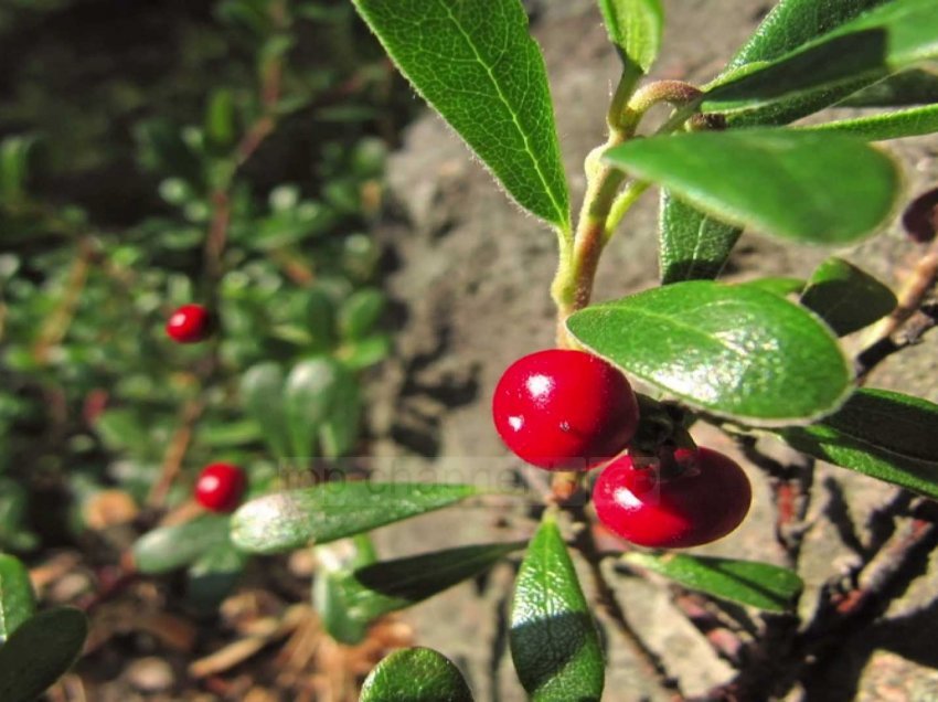 Gërdeci, fruti i egër me shumë sekrete mjekësore