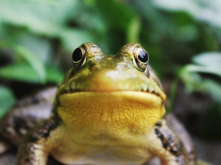 ​Shkencëtarët zbulojnë specie të reja të “bretkosës së çokollatës” në Guinenë e Re