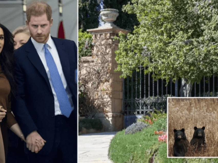 Katër arinj të zinj pikasen rrotull vilës së Harry e Meghan në Los Angeles 