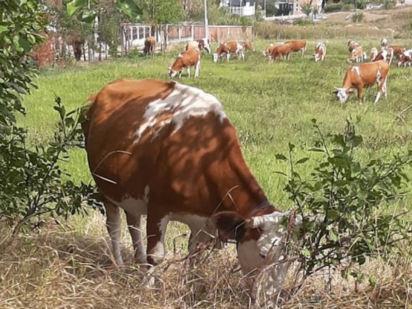 Vidhet lopa në Gjilan, familja e gjen të masakruar