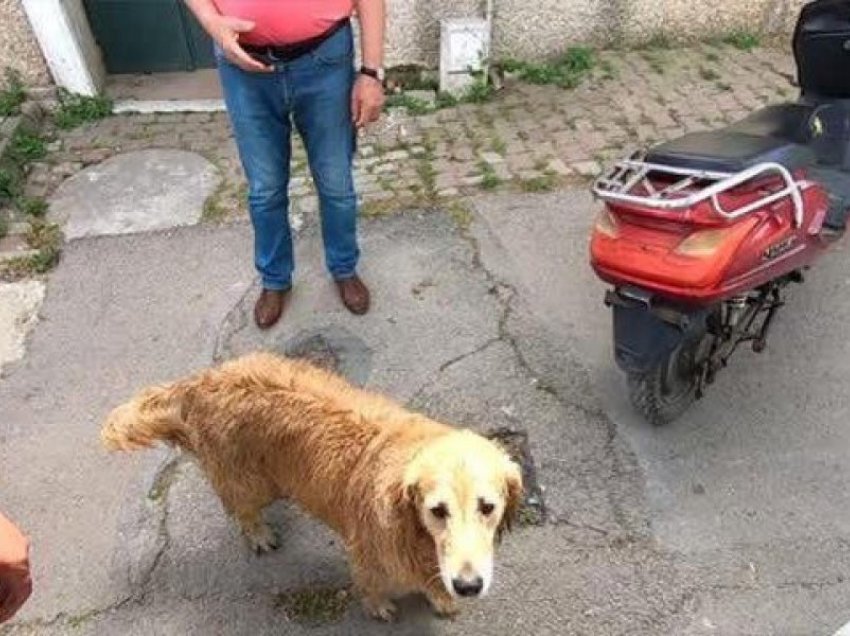 Ambulanca po transportonte pronaren e sëmurë, qeni e ndjek me kilometra atë