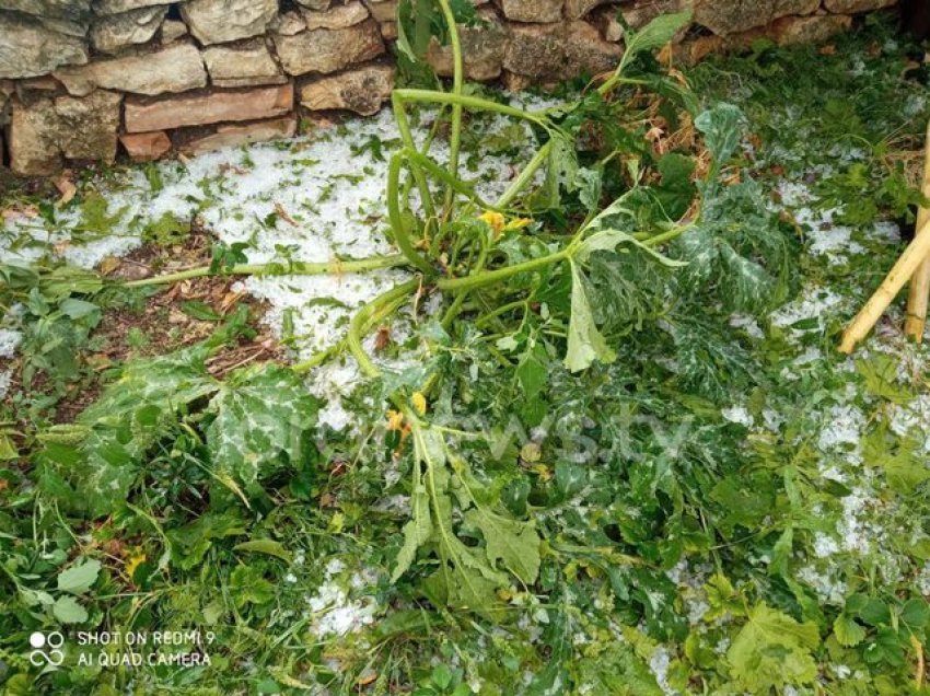 Breshëri shkatërron pemëtarinë dhe kopshtet me perime në Konispol