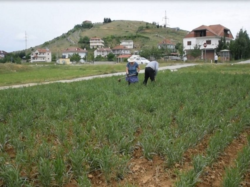 Ulet numri i fermerëve/ Rënie drastike të të regjistruarve në tre muajt e parë të 2021