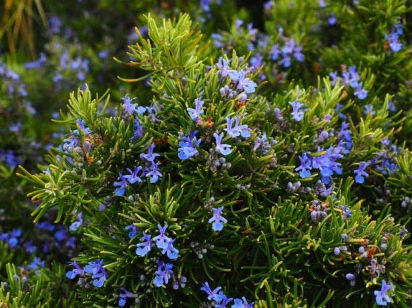 ​Të gjitha dobitë e rozmarinës aromatike