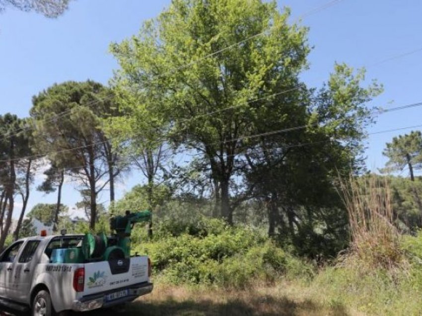 Shqipëri: Vijon dezinsektimi në zonat bregdetare