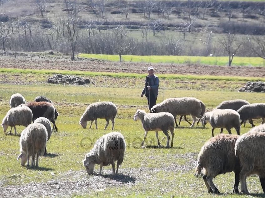 Pogradec, fshati pa ujë prej tre dekadash: U lodhëm me të tëra qeveritë