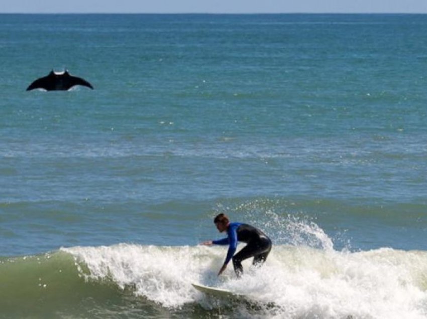 Një peshk i madh kapet në fotografi prapa një surfisti në Florida