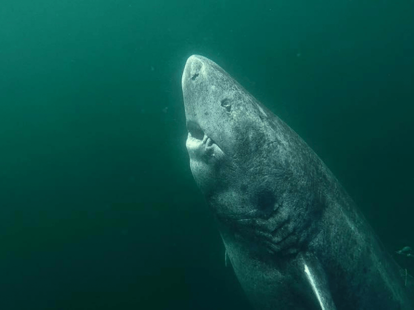 Peshkaqeni i lashtë 500 vjeçar besohet si vertebrori më i vjetër në jetë 