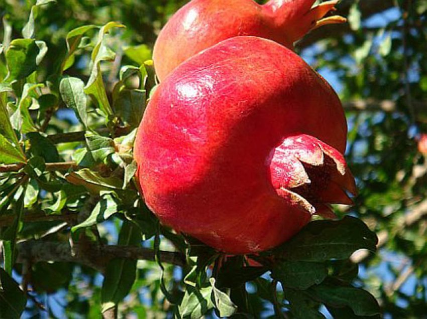 Shega, fruti më shërues në botë, ja çfarë kuron