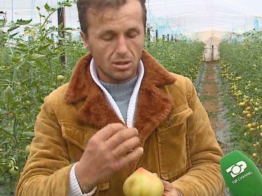 Domatet e kthyen nga emigrimi: Duhet të isha kthyer më parë. E ardhmja është bujqësia