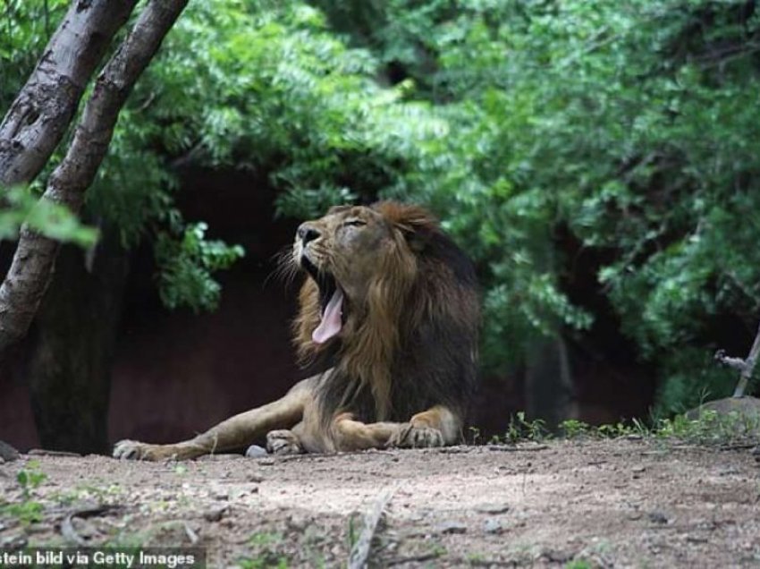 Tetë luanë në një kopsht zoologjik në Indi infektohen me koronavirus