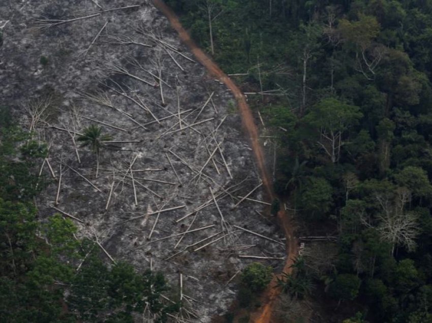 Rritet shpyllëzimi në Amazonë