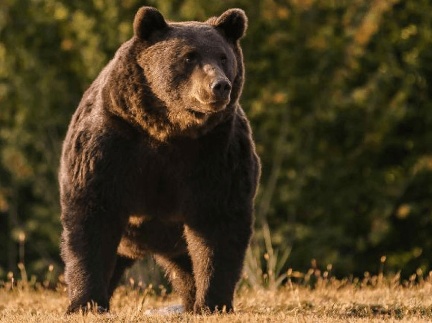 Princi i Lihtenshtajnit akuzohet për vrasjen e njërit prej arinjve më të mëdhenj të Evropës