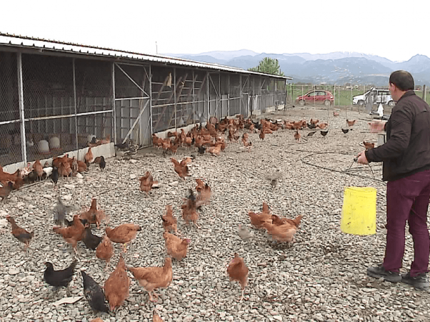 Nga ndërtimi u bë fermer/ 24 vite punoi në Greqi e Itali, tani merret me rritjen e viçave