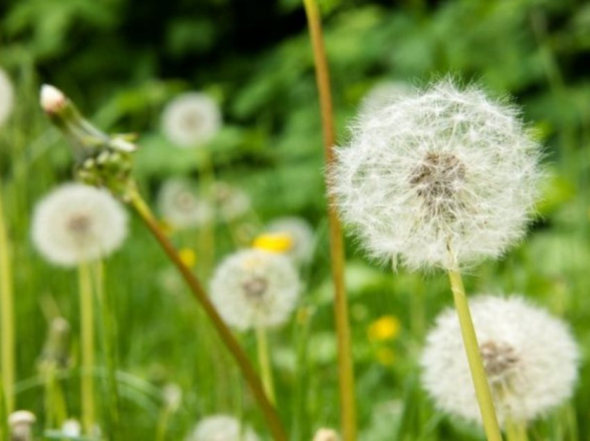 Temperatura deri në 35 gradë, si do të jetë moti sot