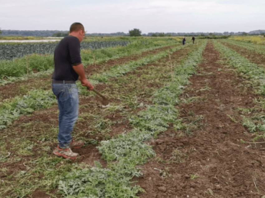 Moti po dëmton prodhimet/ Fermerët ankohen për sëmundjet e bimëve, për shkak të luhatjes së temperaturave