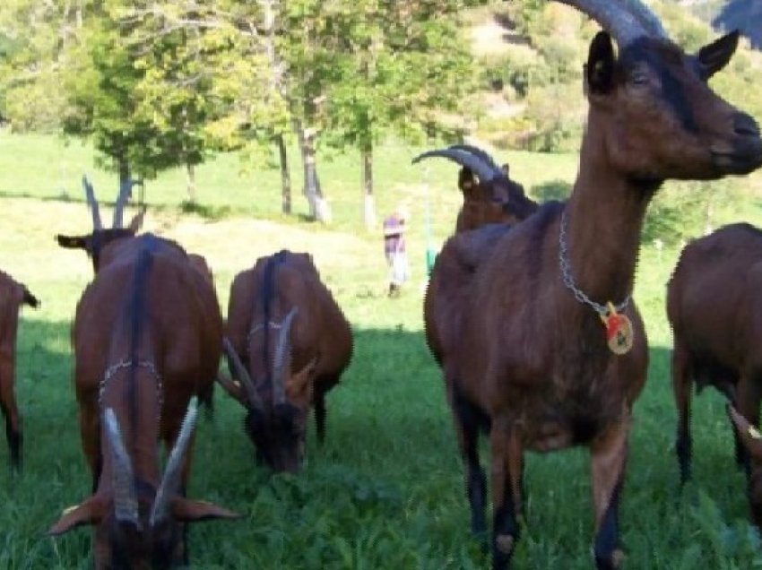 Çobani i pakujdesshëm i shkatërroi vreshtin, por pronari i merr peng dhitë