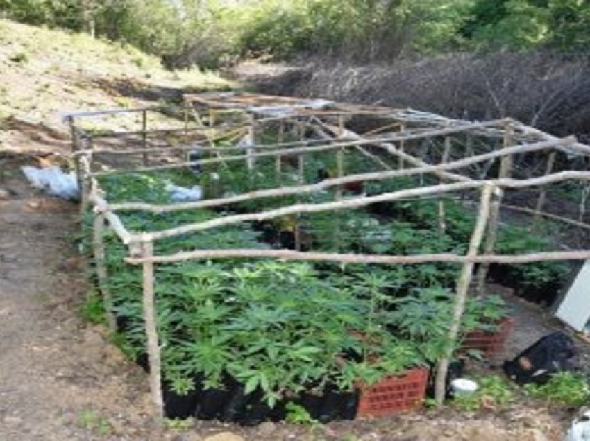 “Lazarati” në tokën greke/ Kishin kthyer zonën në plantacion kanabisi, arrestohen shqiptarë në Kilkis