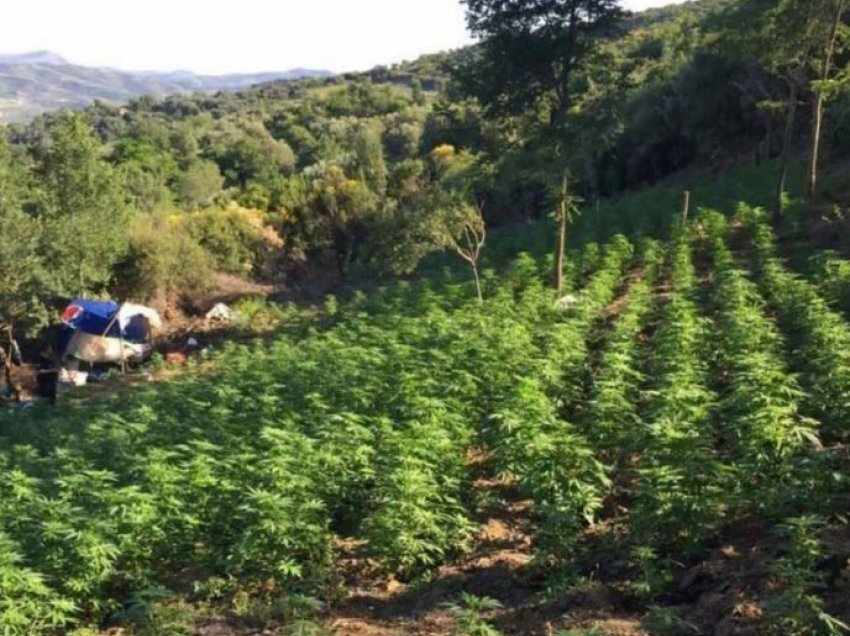 7 të arrestuar në Krujë, zbulohen parcela me kanabis, në terren zbret edhe vetë Ardi Veliu, një operacion po zhvillohet!