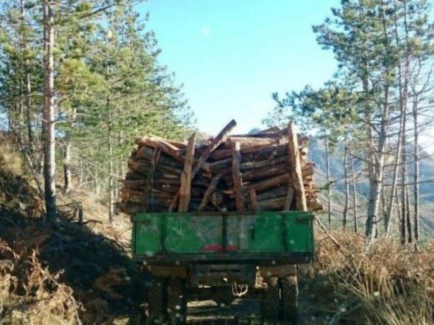 Prenë ilegalisht 80 trungje të bungut në Viti, pranojnë fajësinë dy të akuzuarit