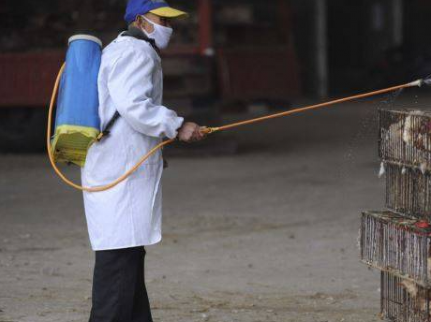 Francezët shtrëngojnë masat për gripin e shpendëve