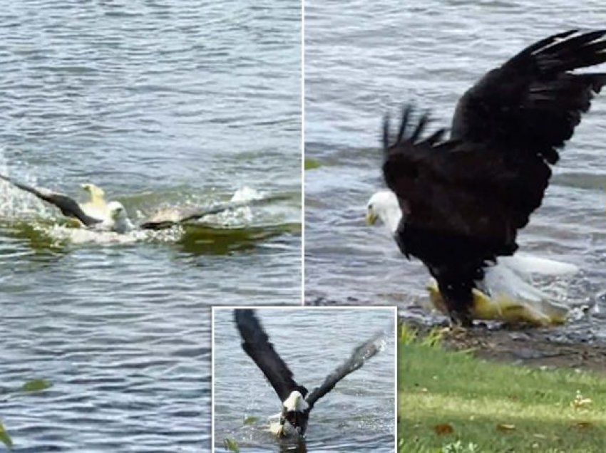 Momenti kur shqiponja e zë dhe e nxjerr nga uji peshkun që peshonte mbi 9 kilogramë