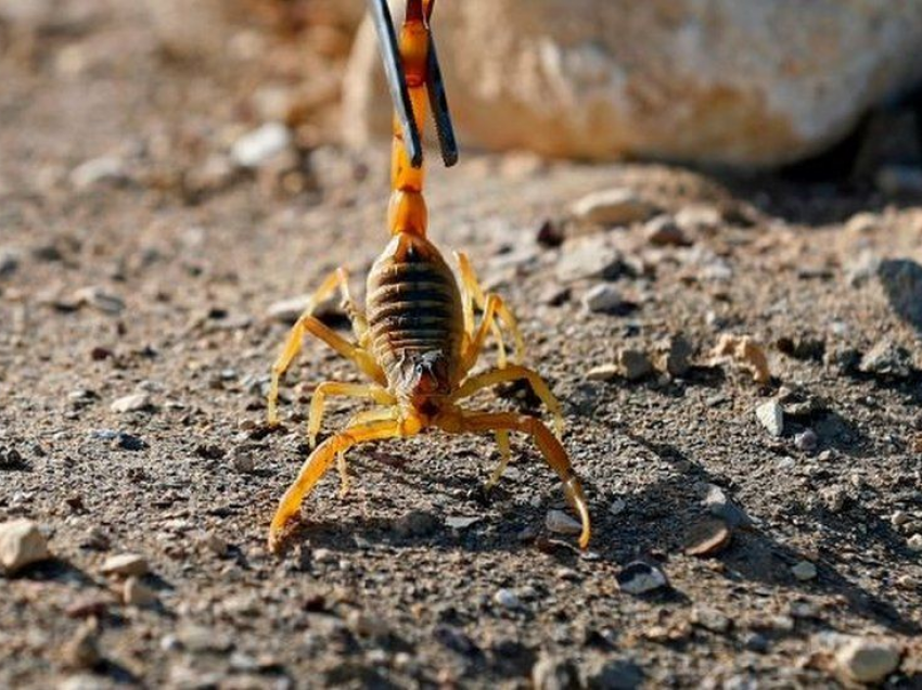 Tre të vdekur nga pickimet e akrepëve që mbushën qytetin pas përmbytjeve