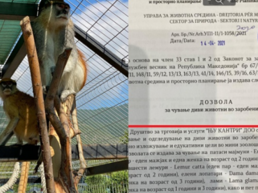 Reagon pronari i kopshtit zoologjik në Çegran: Kam leje, problemi ishte te një papagall