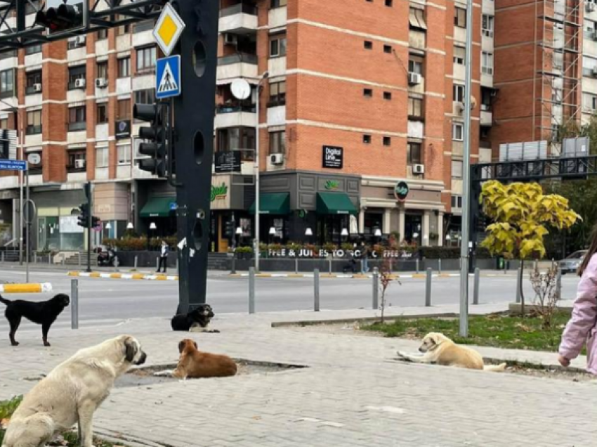 Numër i madh i qenve endacak në Prishtinë, kësaj vajze i rrezikohet jeta për të shkuar në shkollë