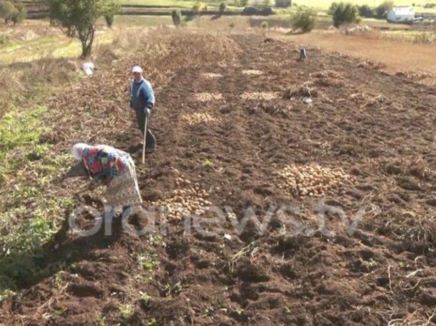 Fermerët në Kukës punojnë me mjete primitive: Nuk kemi treg të garantuar