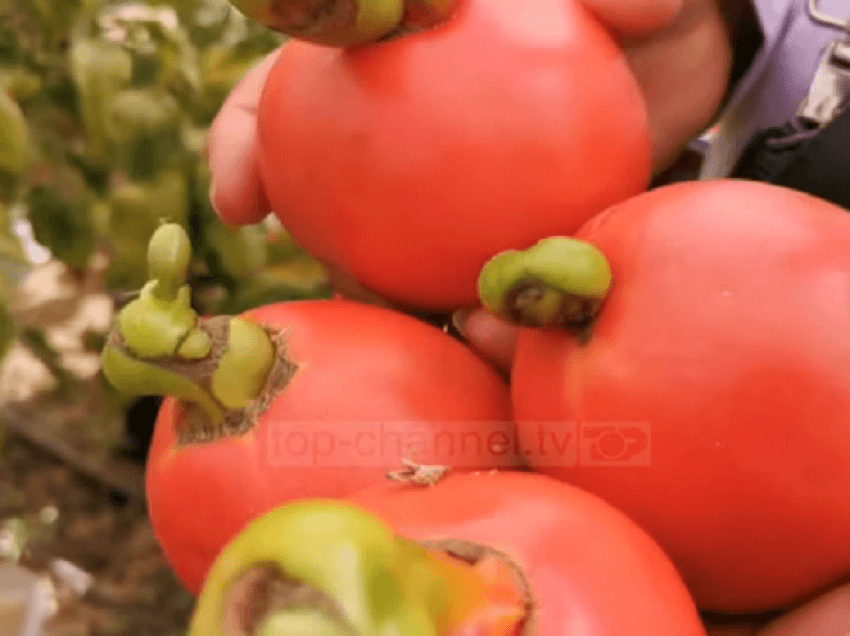 Fermerët dështuan këtë vit! Prodhimi i serave në Divjakë është pa cilësi