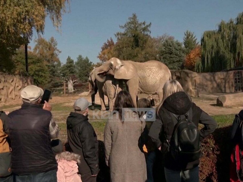 Halloween erdhi herët në kopshtin zoologjik çek