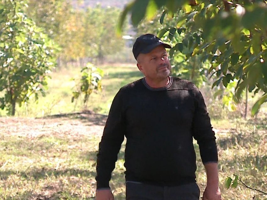 Nga ndërtimi në bujqësi/ Fermeri që la pallatet për të mbjellë arra