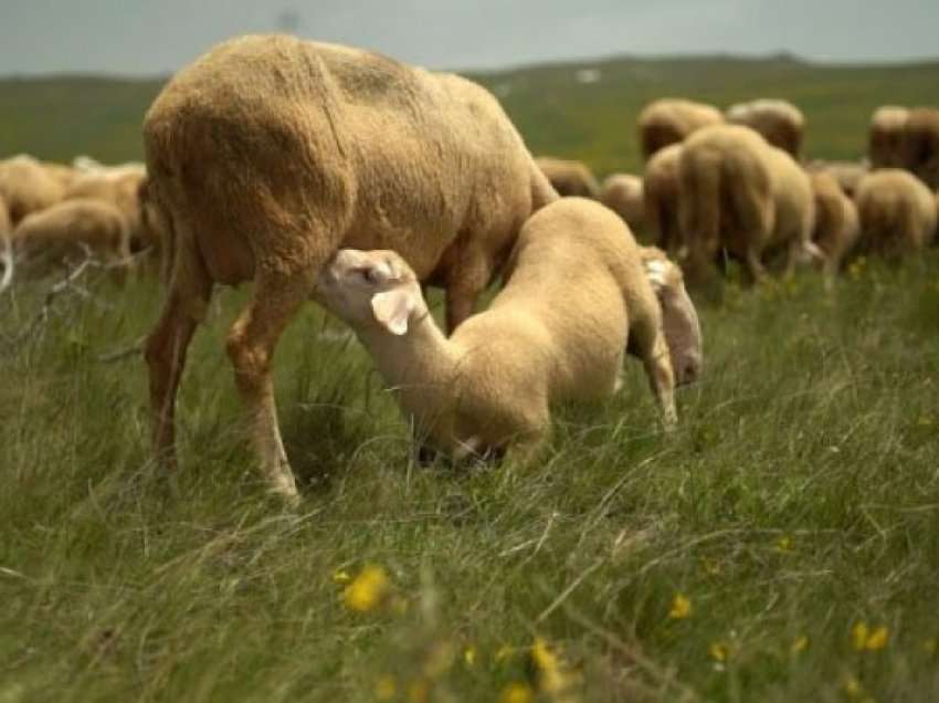 Maqedoni, ulet numri i bagëtive dhe shpendëve për vitin 2021