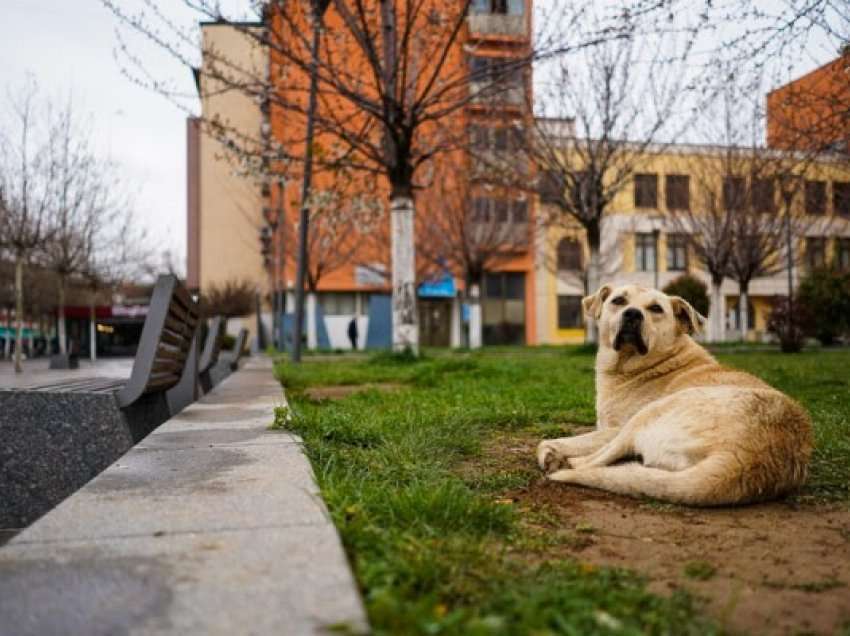 ​Dita botërore e qenve endacakë