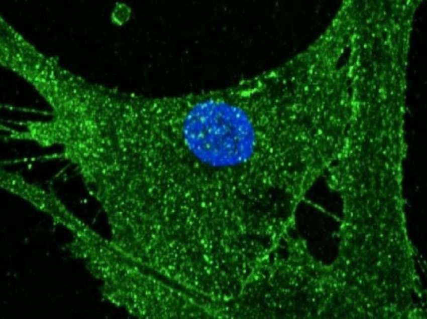 ​Shkencëtarët rinovojnë qelizat e lëkurës për 30 vjet