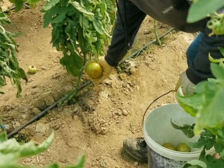 Çmimet e perimeve të serrës/ Fermerët në Lushnje: Po dalim me humbje