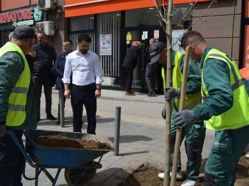 Në Mitrovicë fillon mbjellja e drunjëve dekorativ