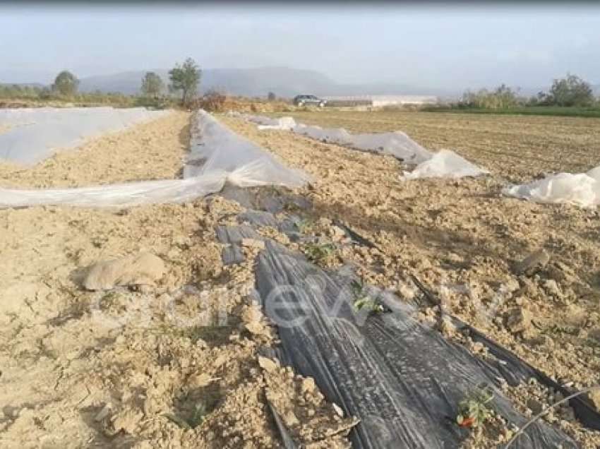 Era shkatërron tunelet e shalqinit në Imshtë të Lushnjes, reagon Braçe: Gënjen Erioni se do ti zërë vendin Fridës!