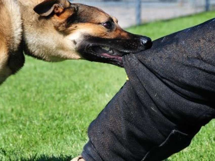 Çfarë duhet të bëni nëse kafshoheni nga qeni