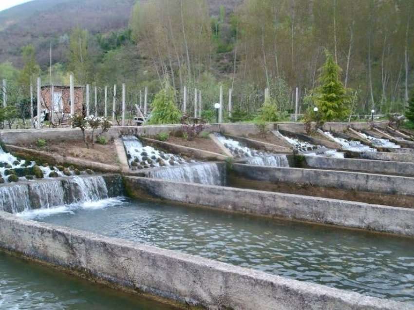 Ishte duke korrur barin, bie në vaskat e peshkut dhe vdes