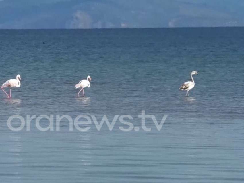 Liqeni i Ohrit rrezikon të futet në listën e “trashëgimisë botërore në rrezik”