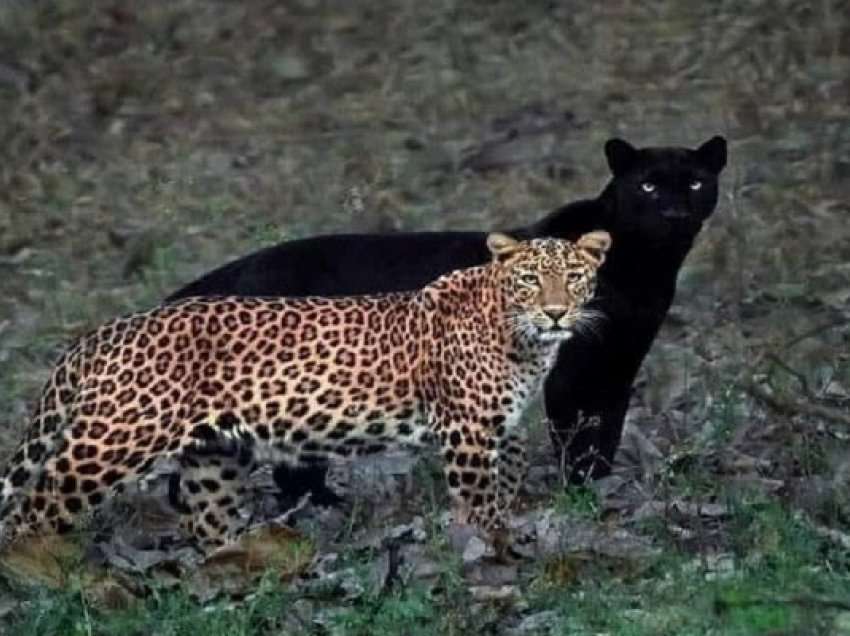 ​India planifikon t'i kthejë leopardët e zhdukur në parqet kombëtare