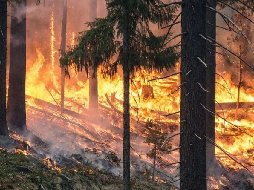 Flakët shkrumbojnë ullinjtë në Rrogozhinë, rrezikohen edhe banesat pranë tyre! 