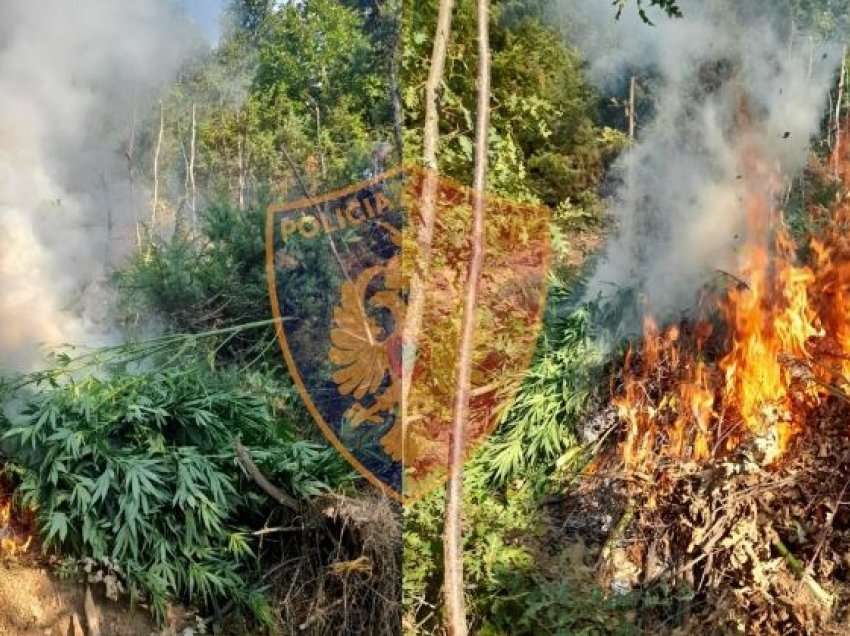 Bulqizë/ Kultivonin lëndë narkotike, arrestohen babë e bir