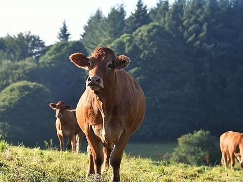 30 lopë shkelin për vdekje 55 vjeçaren, flasin banorët e tmerruar