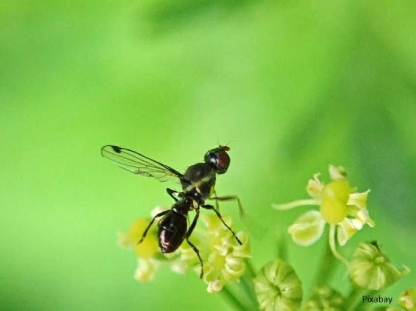 ​Milingonat i urrejnë këto aroma, disa erëza do t'i mbajnë larg kuzhinës tuaj